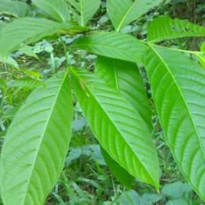 banaba leaves in preventing diabetes