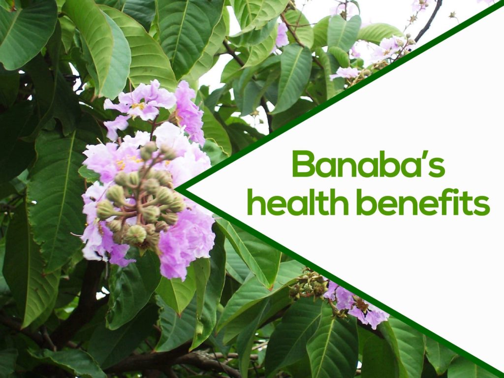 banaba's health benefit for diabetics