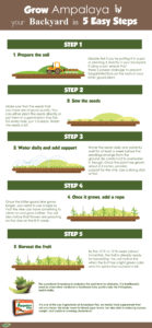 Grow Ampalaya in Your Backyard in 5 Easy Steps