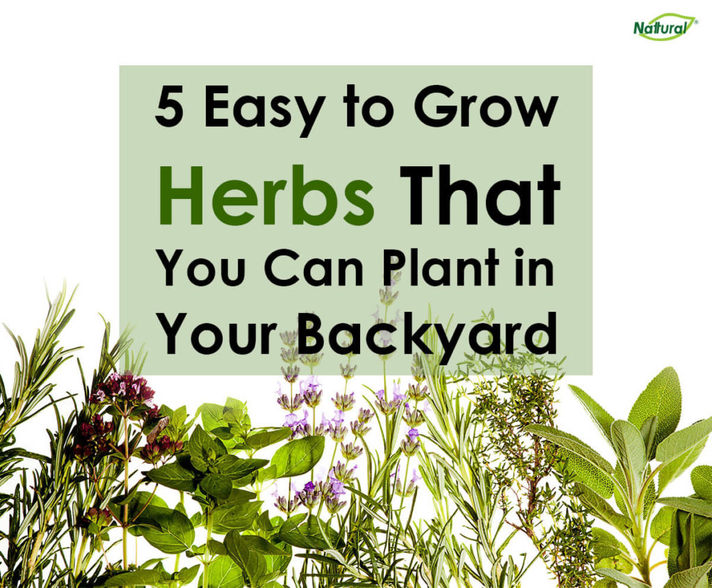 5 Easy to Grow Herbs That You Can Plant in Your Backyard Ampalaya