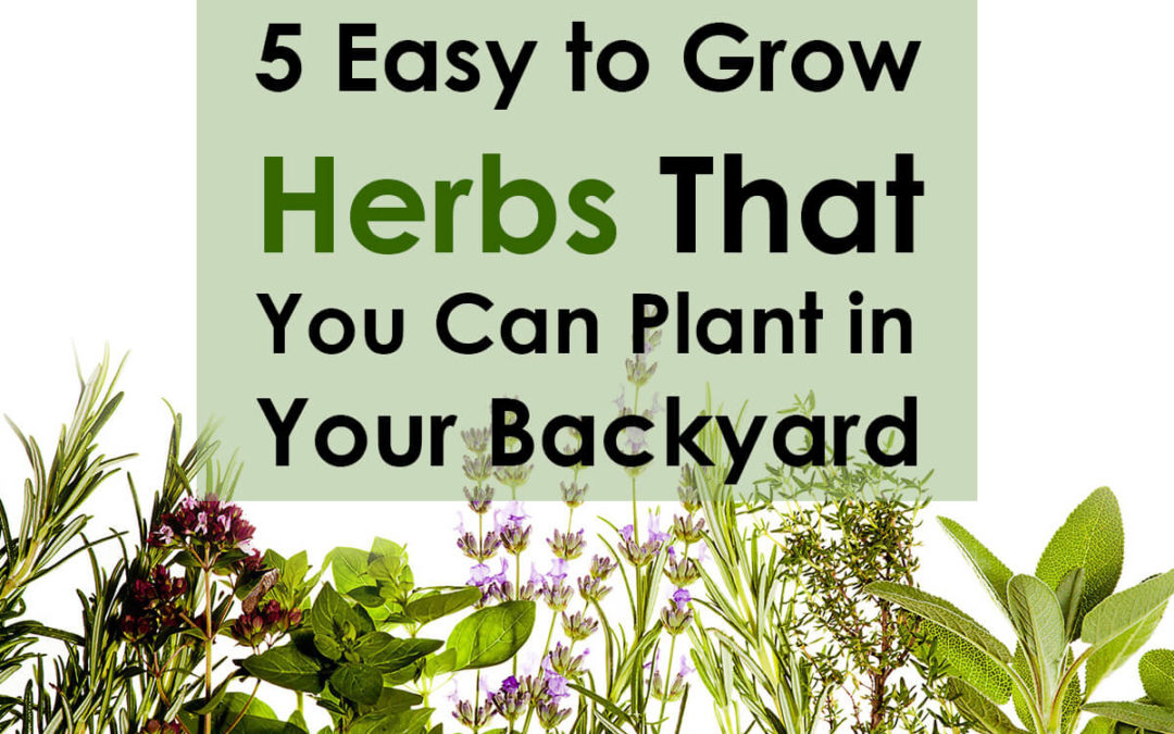 5 Easy to Grow Herbs That You Can Plant in Your Backyard