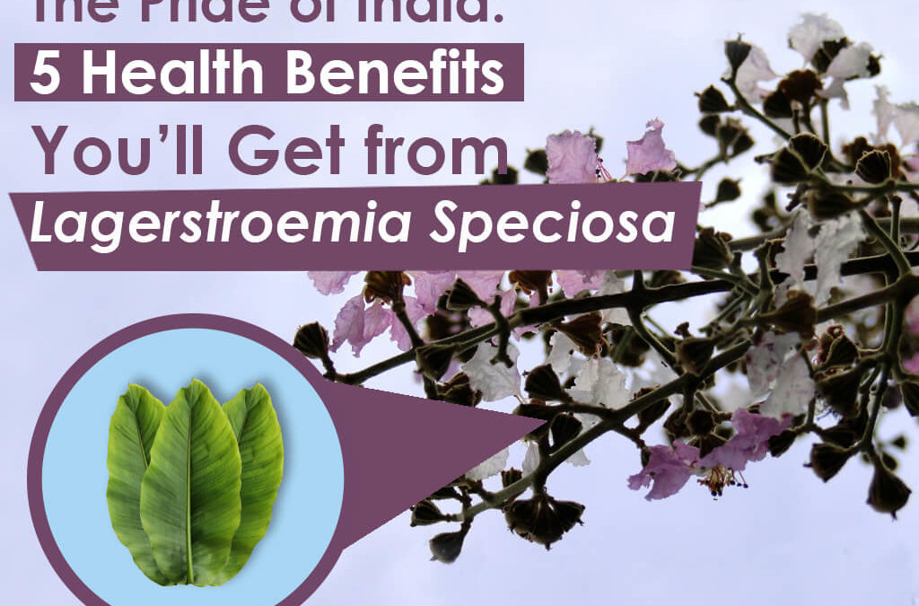 The Pride of India: 5 Health benefits that You'll Get from Lagerstroemia Speciosa