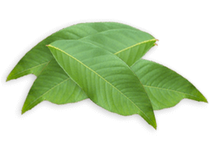 banaba leaf